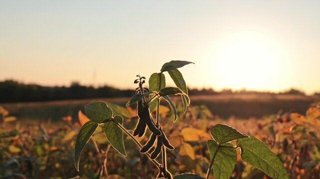 A field filled with green plants is shown as the sun sets in the background. The warm light casts long shadows and creates a beautiful view of nature in the evening
