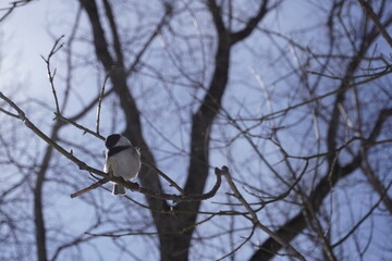 Chickadee bird on a branch © Sarah