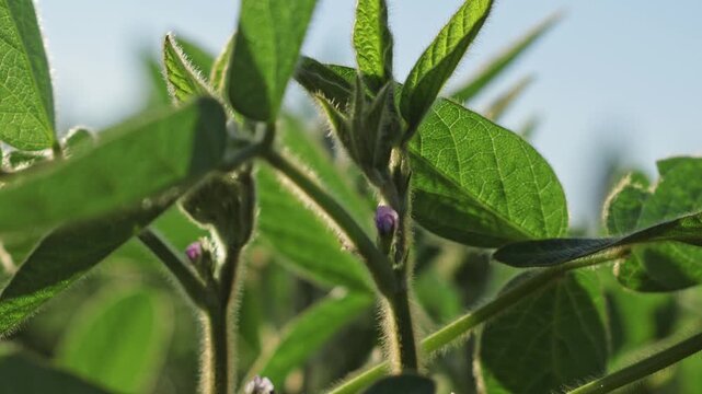Green soybean plants grow in a field during the daytime. New buds appear on the stems, showing the progress of the plants in their growth cycle