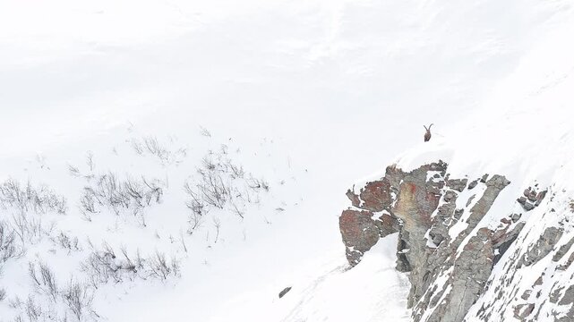 Alpine ibex male looks at camera. wild Alps in the winter season (Capra ibex)