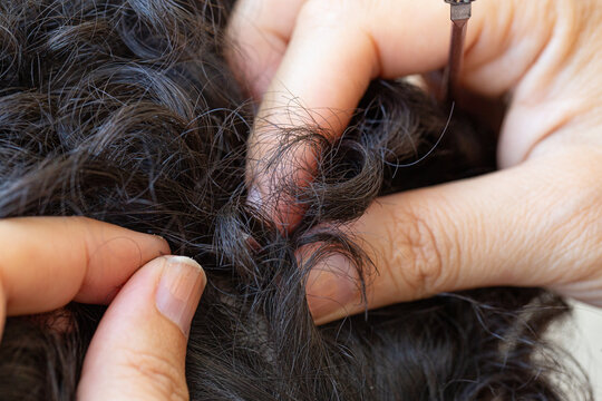 Hands searching child's hair for lice infestation