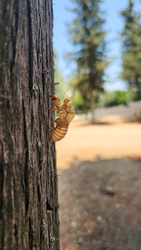 An empty cicada exoskeleton (known as an exuvia), left behind on a tree trunk after the nymph completes its final molt into an adult.