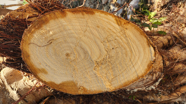 A freshly cut cross-section of a Ficus microcarpa trunk, also known as the Chinese Banyan or Indian Laurel