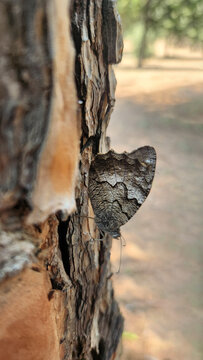 A Hipparchia syriaca, commonly known as the Eastern Rock Grayling (or B&uuml;y&uuml;k Karamelek in Turkish)