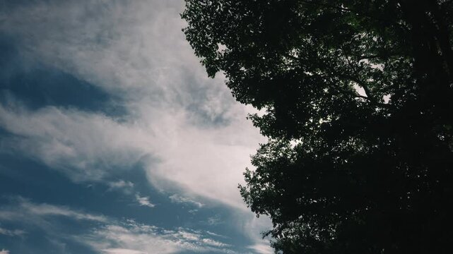 Looking up at the silhouette of a tree against the sun shining through gaps in the clouds