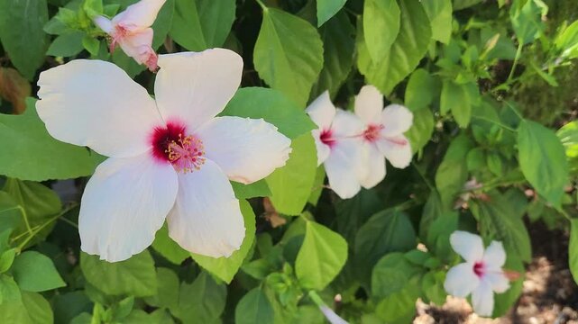 Vibrant white hibiscus flowers with deep red centers and yellow stamens