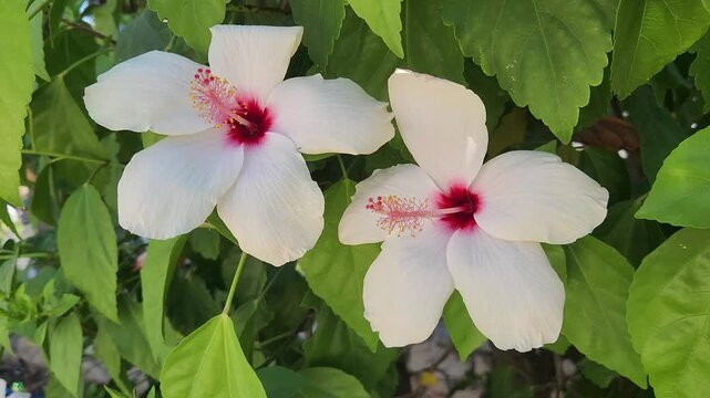 Vibrant white hibiscus flowers with deep red centers and yellow stamens