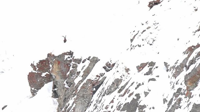 Alpine ibex male in the winter season (Capra ibex)