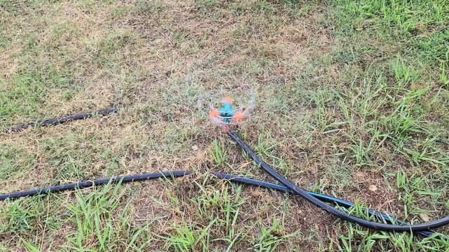 A blue-bodied plastic garden sprinkler with orange arms, a rotating spray head, and black irrigation hoses connected to it.
