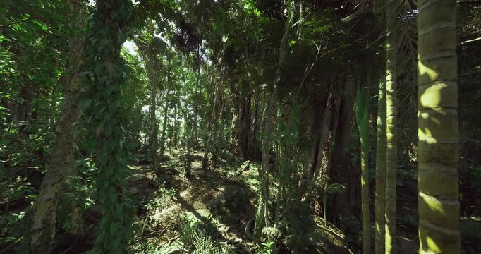 Lush jungle scene, Sundrenched rainforest with complex root structures, Vivid portrayal of warm jungle filled with towering trees and dense roots