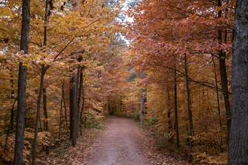 Naklejka premium The Autumn Forest Path Through Colorful Trees in a Serene Trail
