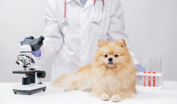 Pomeranian on exam table next to microscope and test tubes in veterinary lab for clinic banner