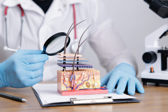 Closeup Dermatology hair model with trichologist doctor