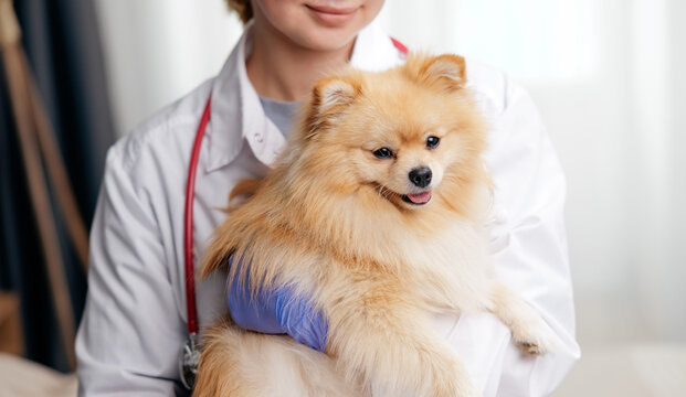 Smiling veterinarian holding pomeranian with dyed blue fur patch for pet clinic