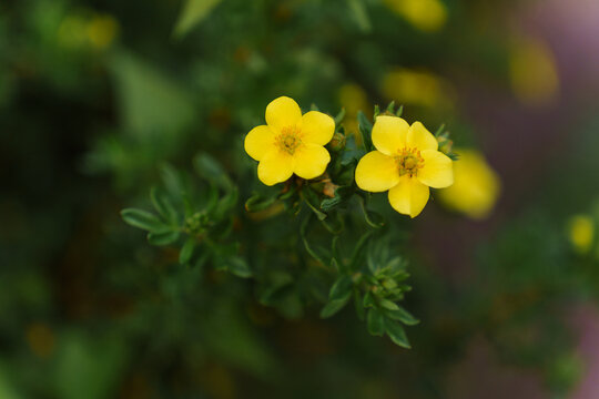 Close up shot of two bright yellow potentilla flowers surrounded by blurred green foliage in a natural garden setting, botanical beauty, spring season growth