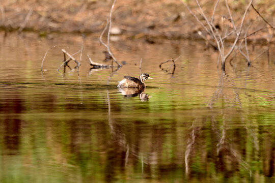 smallest grebe species on a pond (tachybaptus ruficollis)