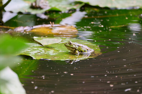 green frog in a marsh