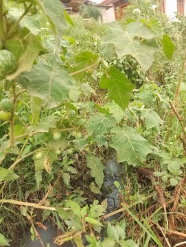 Flora and Fauna in Chitlang Valley