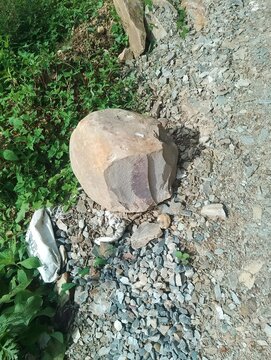 Flora and Fauna in Chitlang Valley