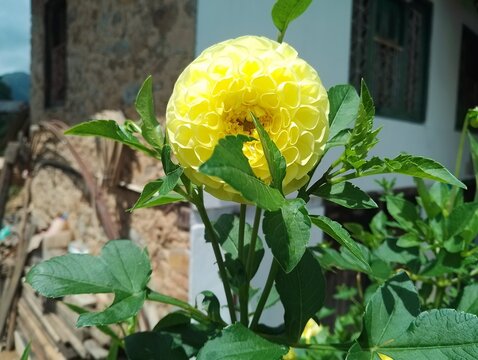 Flora and Fauna in Chitlang Valley