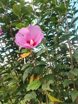 Flora and Fauna in Chitlang Valley