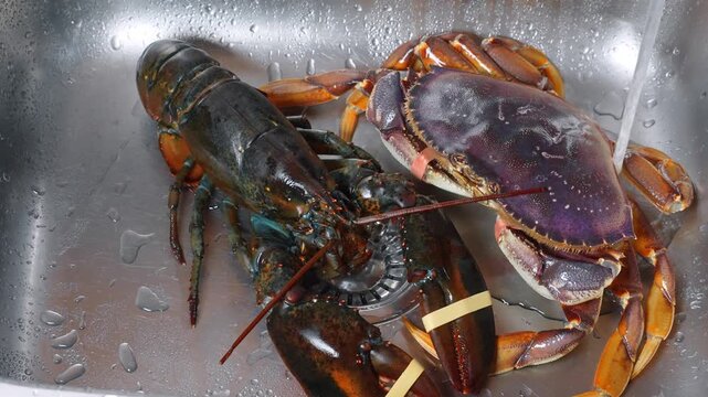 Raw lobster and crab under water in metal sink. Fresh seafood rests in wet kitchen basin with running stream.