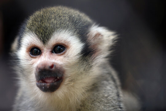 Close-up portrait of a cute squirrel monkey looking curiously.