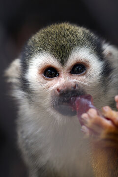 Close-up front portrait of a cute squirrel monkey eating fruit.