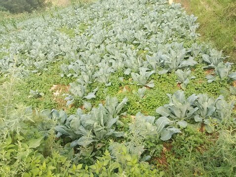 Flora and Fauna in Chitlang Valley