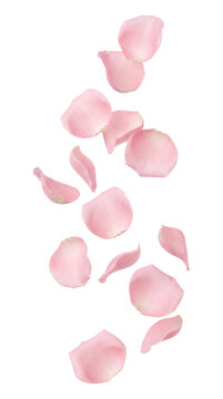 Falling pink rose petals isolated on transparent background