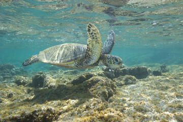 Green sea turtle swimming underwater near the coast of Hawaii © willtu