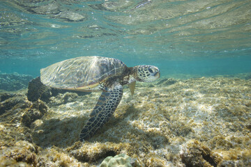 Green sea turtle swimming underwater near the coast of Hawaii © willtu