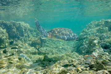 Green sea turtle swimming underwater near the coast of Hawaii © willtu