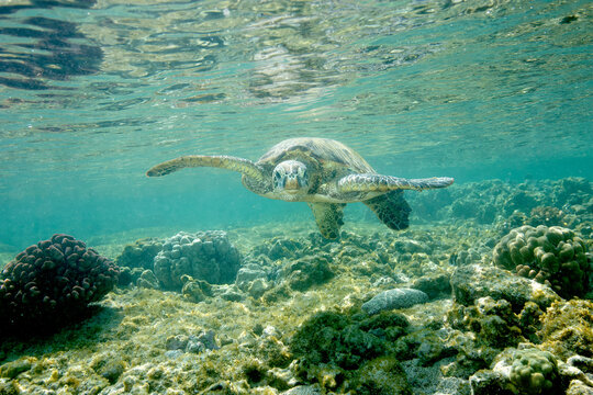 Green sea turtle swimming underwater near the coast of Hawaii