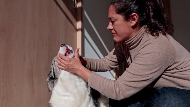 Woman brushing her australian shepherd dog's teeth