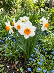 Fototapeta premium White and orange daffodil flowers with green stems blooming in sunny spring garden yard.
