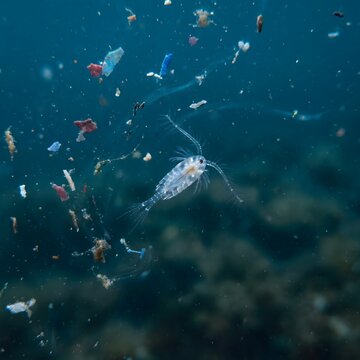 Copepod Swimming Amidst Ocean Plastic Pollution.