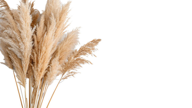 Bunch of dry fluffy beige pampas grass stems for decoration isolated on transparent background