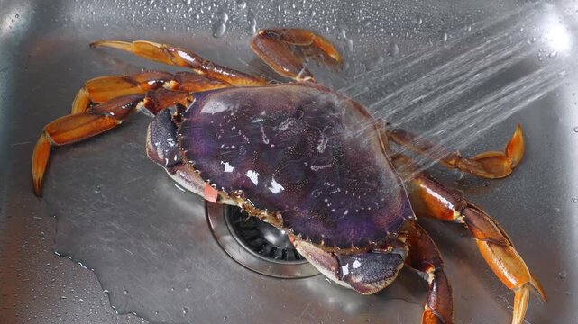 Fresh crab under stream of running water. Liquid washes raw shellfish resting inside kitchen metal basin.