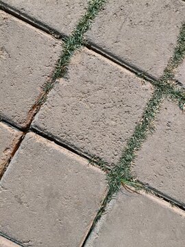Close-up of gray concrete paving stones with rough textured surface. Green grass growing in the gaps between the blocks. Natural urban texture showing nature reclaiming pavement. Perfect for architect