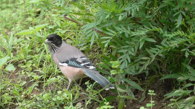 Black-headed Jay Foraging Among Green Plants on Forest Floor