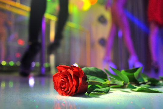 Red rose on a dance floor with female dancers performing in the background.