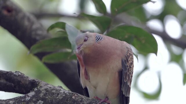 Oriental Turtle Dove perched on a tree branch while looking around and turning its head, showing its reddish eye, striped black-and-white neck