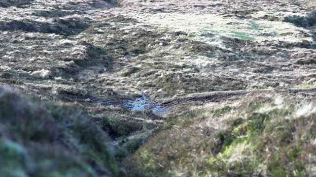 フェロー諸島の湿原に流れる小さな沢と枯れ草の斜面（Faroe Islands Moorland Stream and Grass Slope）