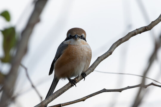 Close up front view of cute bull-headed shrike bird perched on bare tree branch in winter nature