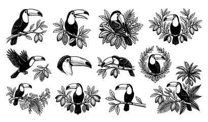 Naklejka premium Toucan Cocoa Branch Tropical Bird Hand Drawn Engraving Vector Collection