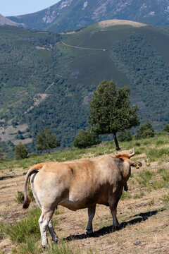Cows in the port of Leitariegos in Asturias, Spain, during the month of August 2026