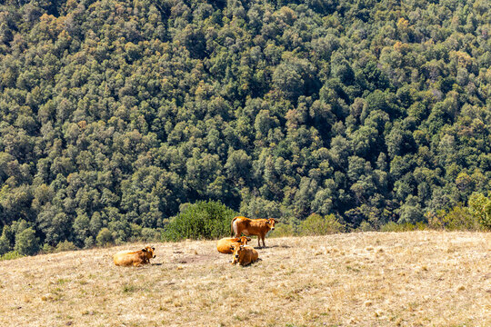 Cows in the port of Leitariegos in Asturias, Spain, during the month of August 2026