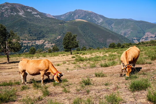 Cows in the port of Leitariegos in Asturias, Spain, during the month of August 2026