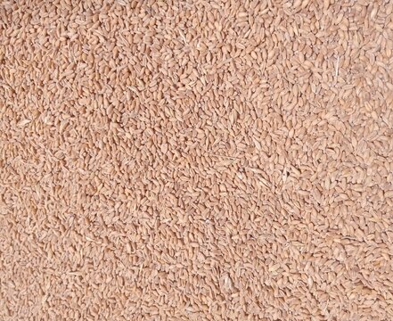 Raw rice husk texture background. Golden brown agricultural waste material from milling process. Natural organic chaff surface for eco-friendly packaging design, animal bedding, and bioenergy